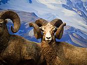 Bighorn