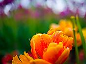 Orange Flower
