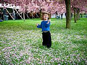 Cherry Flower Smile